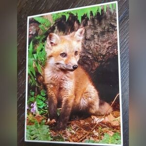 Photographic Postcard of a Fox